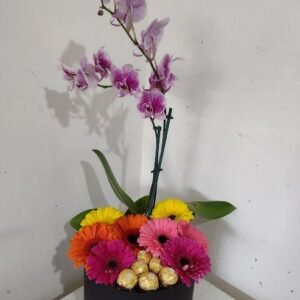 Orquidea en Pizzeta con Gerberas