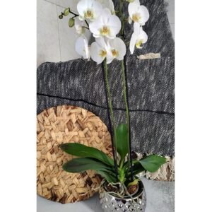 Orquidea Blanca en base