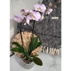Orquidea Rosita en base