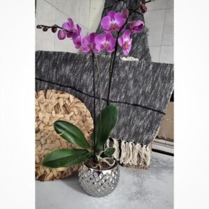 Orquidea Morada en base