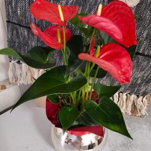 Anturio Rojo en pecera