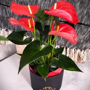 Anturio Rojo en caja