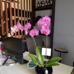 Orquidea morada en pecera