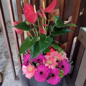 Anturio Rojo con Gerberas