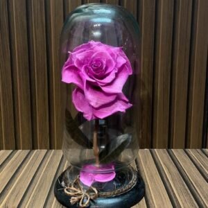 Rosa eterna fucsia